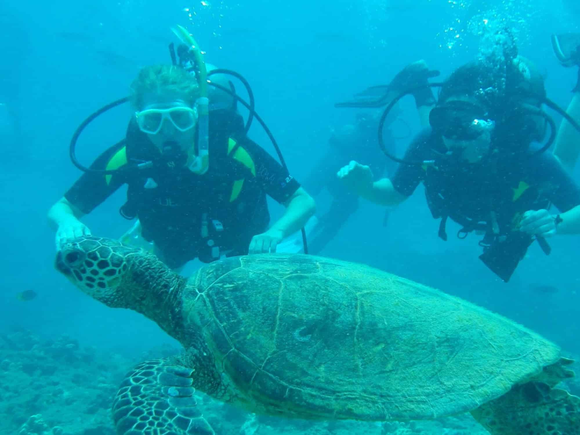 Two people scuba diving underwater near a large sea turtle in a clear blue ocean setting, surrounded by small marine life.