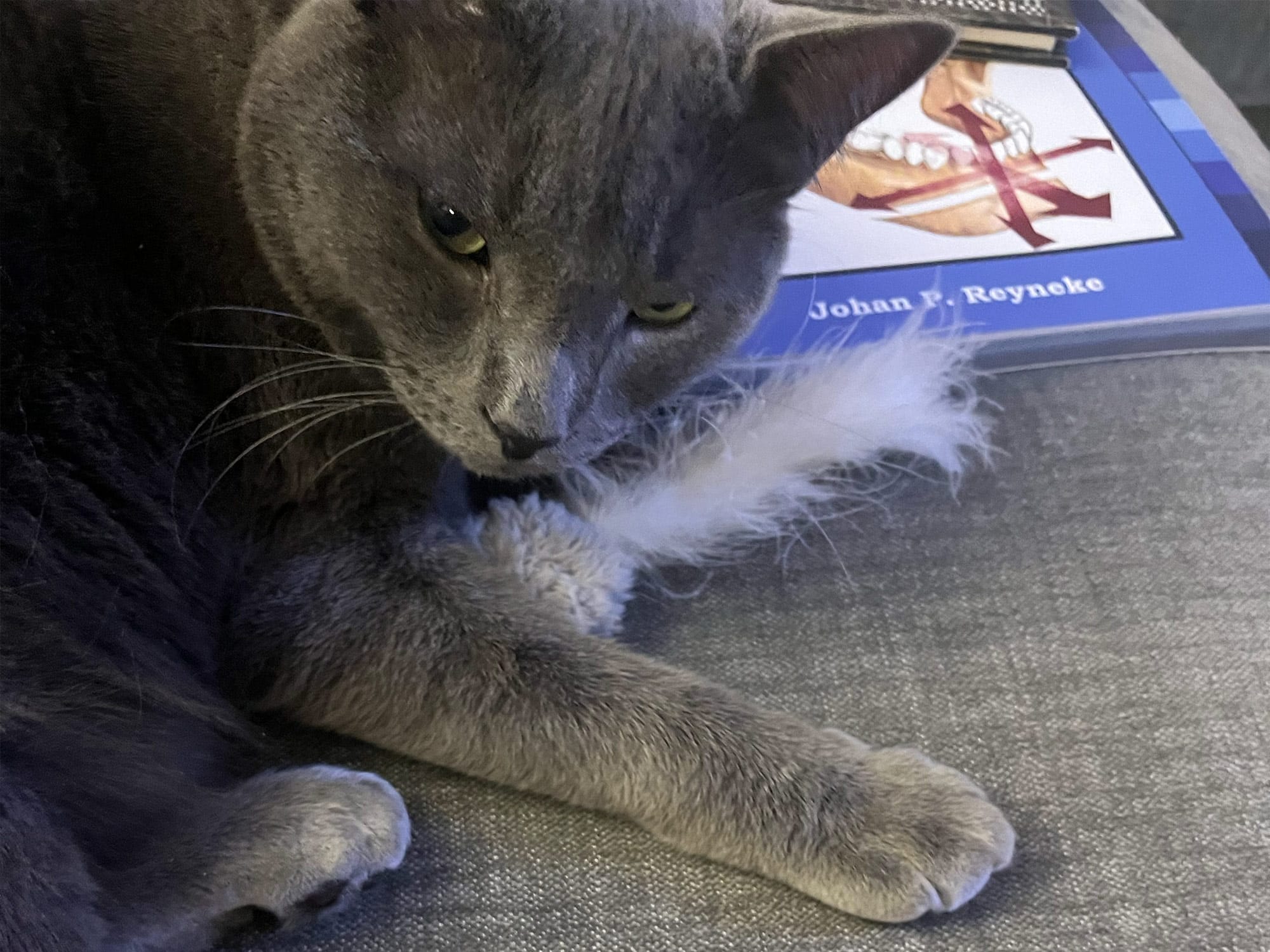 A gray cat rests on a couch beside a book. The book cover features jaw illustrations with arrows and the name Johan P. Reyneke.